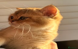 British Shorthair cats for sale: Early BLACK FRIDAY deal available  - Image 6