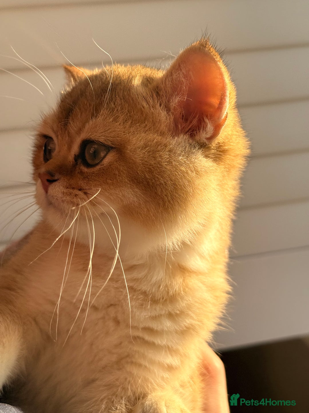 British Shorthair cats for sale: Early BLACK FRIDAY deal available  - Image 6