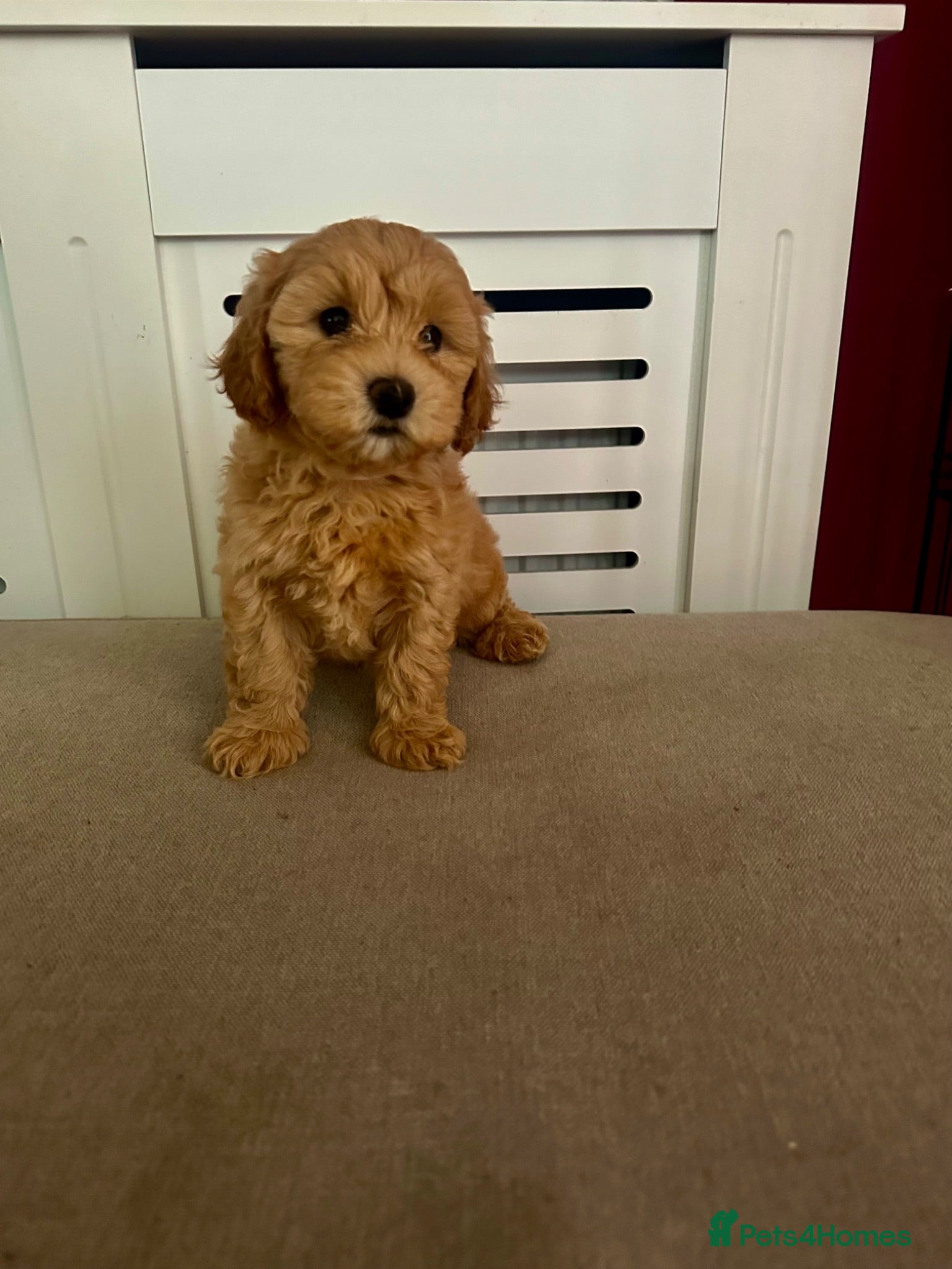 Maltipoo dogs Beautiful F1 Maltipoo’s by health tested parents  - Advert 16