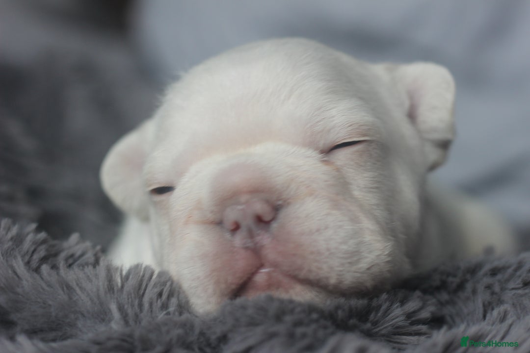 French Bulldog dogs for sale: Stunning French bulldog puppies  - Advert 28