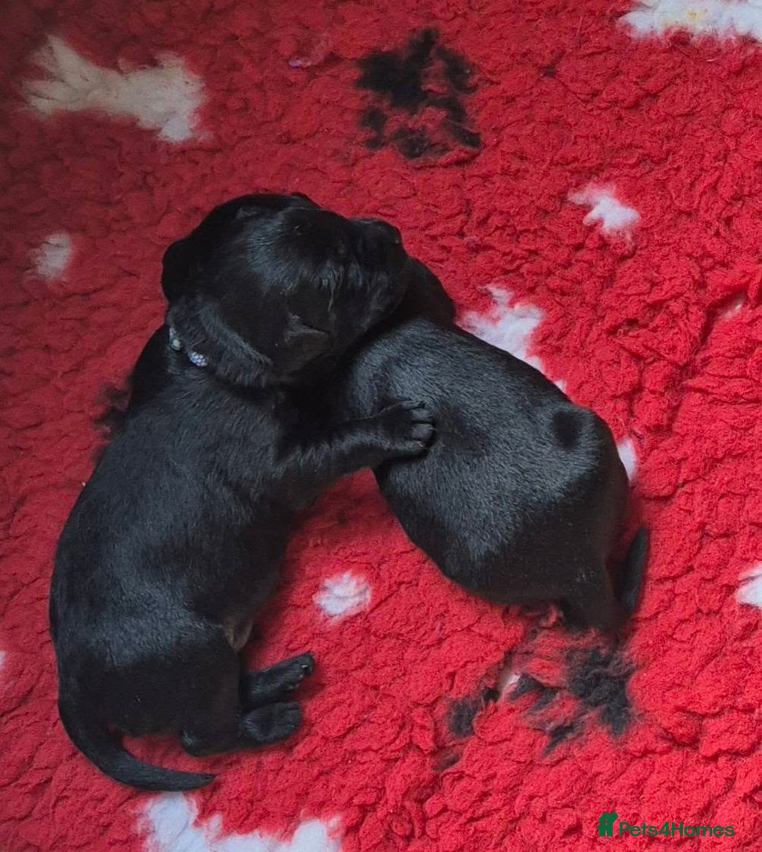 Labrador Retriever dogs for sale: Black Labrador Puppies  - Image 4