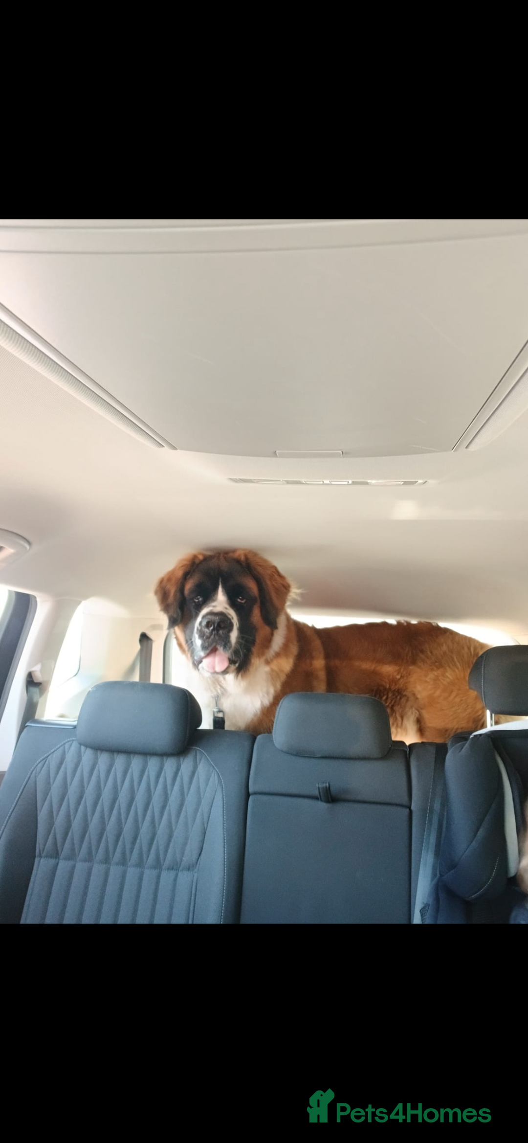 Saint Bernard dogs for sale: Saint Bernard female for rehoming - Advert 4