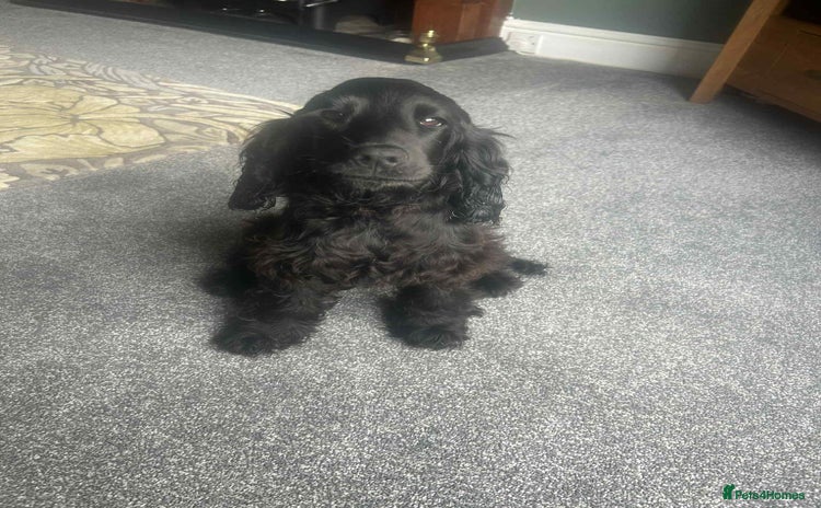 Cocker Spaniel dogs - Advert 1
