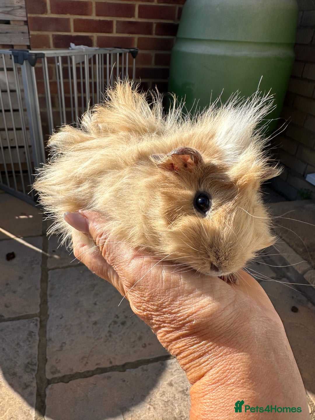 Guinea Pig rodents for sale: 3 Handsome male baby guinea pigs. - Image 7