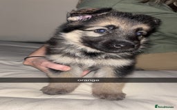 German Shepherd dogs for sale: German shepherd puppies - Image 6