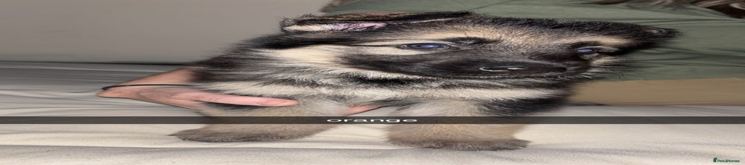 German Shepherd Puppy 3