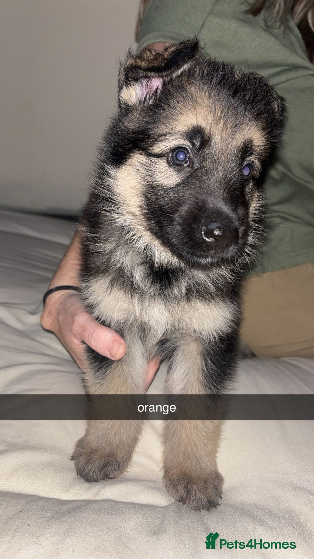 German Shepherd dogs for sale: German shepherd puppies - Image 6