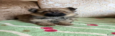 Pomeranian 2
