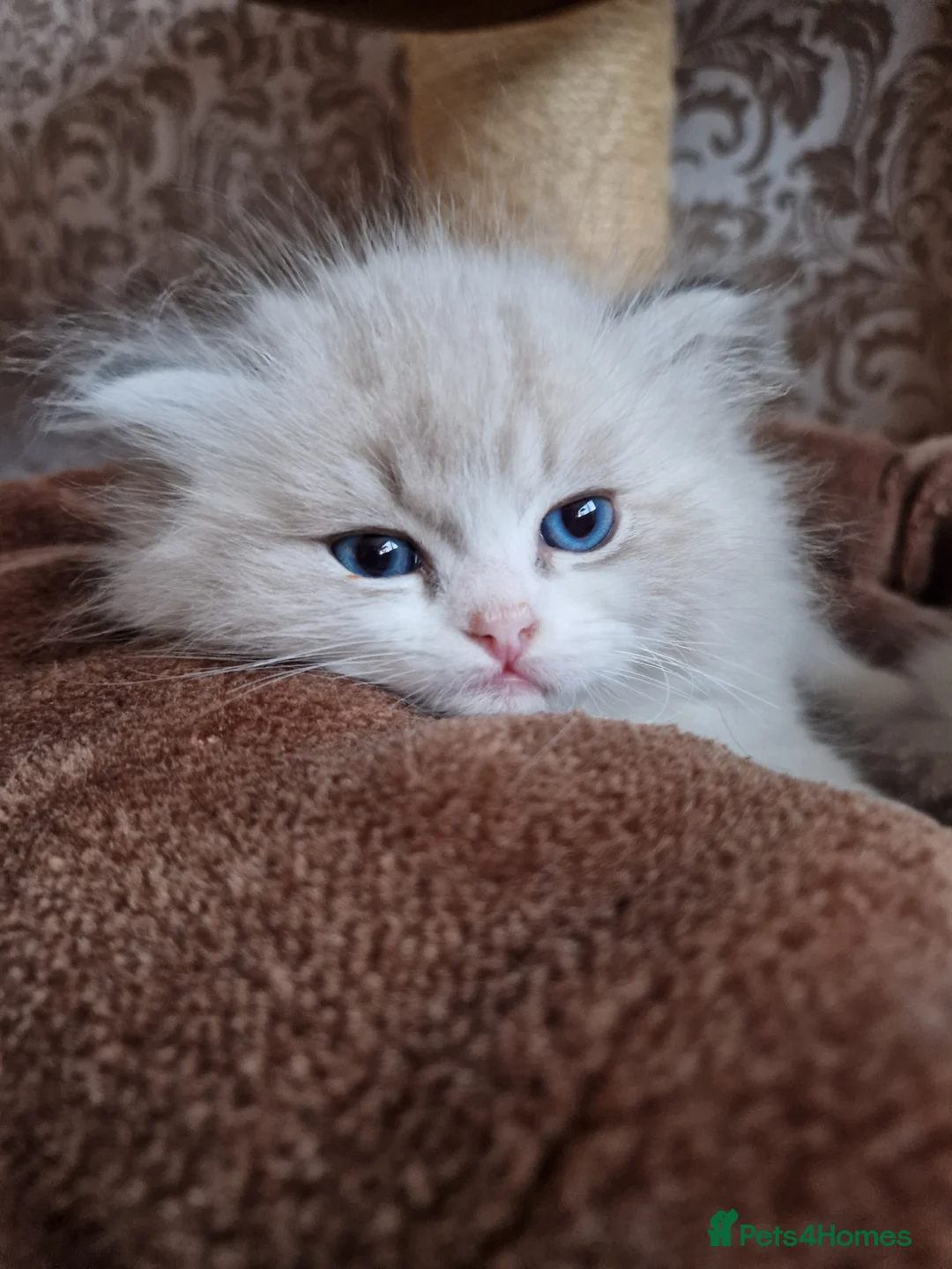 Ragdoll cats for sale: Show quality Ragdoll kittens  - Advert 10