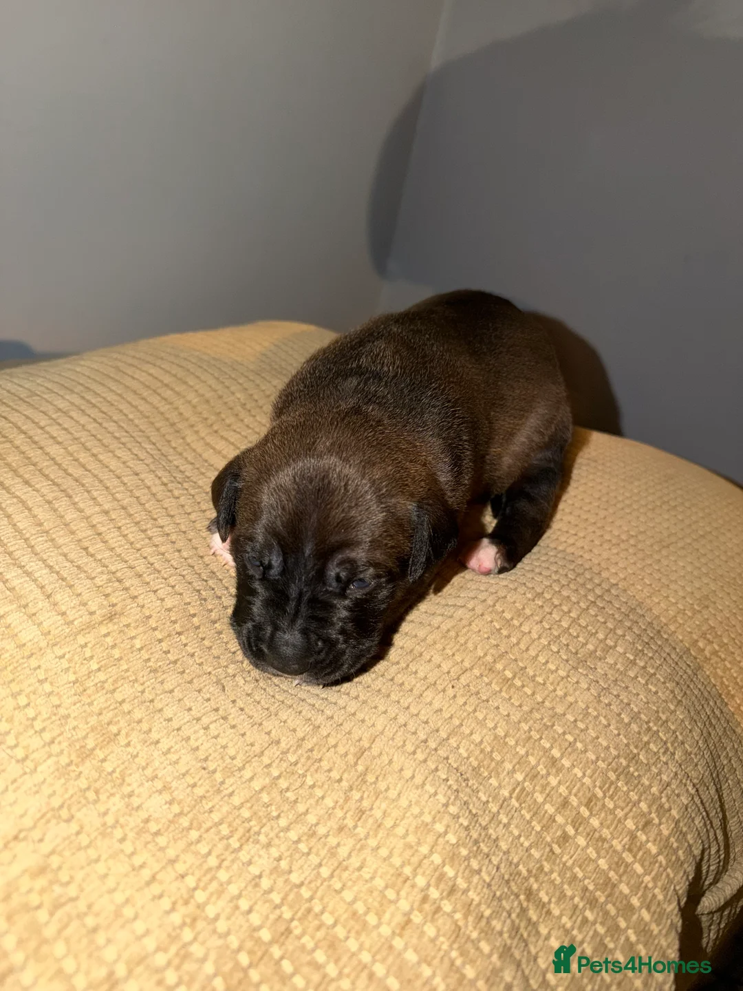 Mixed Breed dogs for sale: Puppies  - Advert 4