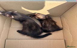 Ferret rodents for sale: 2 semi angora black self babies 1 jill 1 hob left  - Image 15