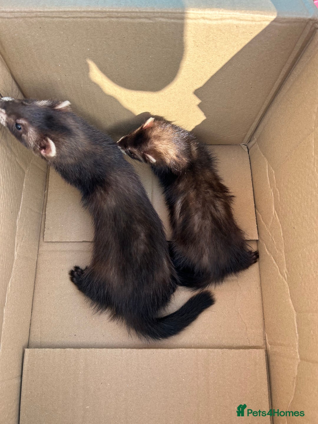 Ferret rodents for sale: 2 semi angora black self babies 1 jill 1 hob left  - Image 15