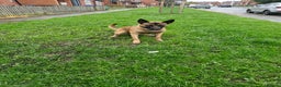 Belgian Shepherd Dog dogs for sale: Belgian Malinois  - Advert 2