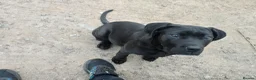 Mixed Breed dogs for sale: Cane corso x presa canario in Birkenhead - Advert 9