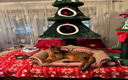 Abyssinian cats for sale: Abyssinian kitten looking for his new forever home - Advert 4