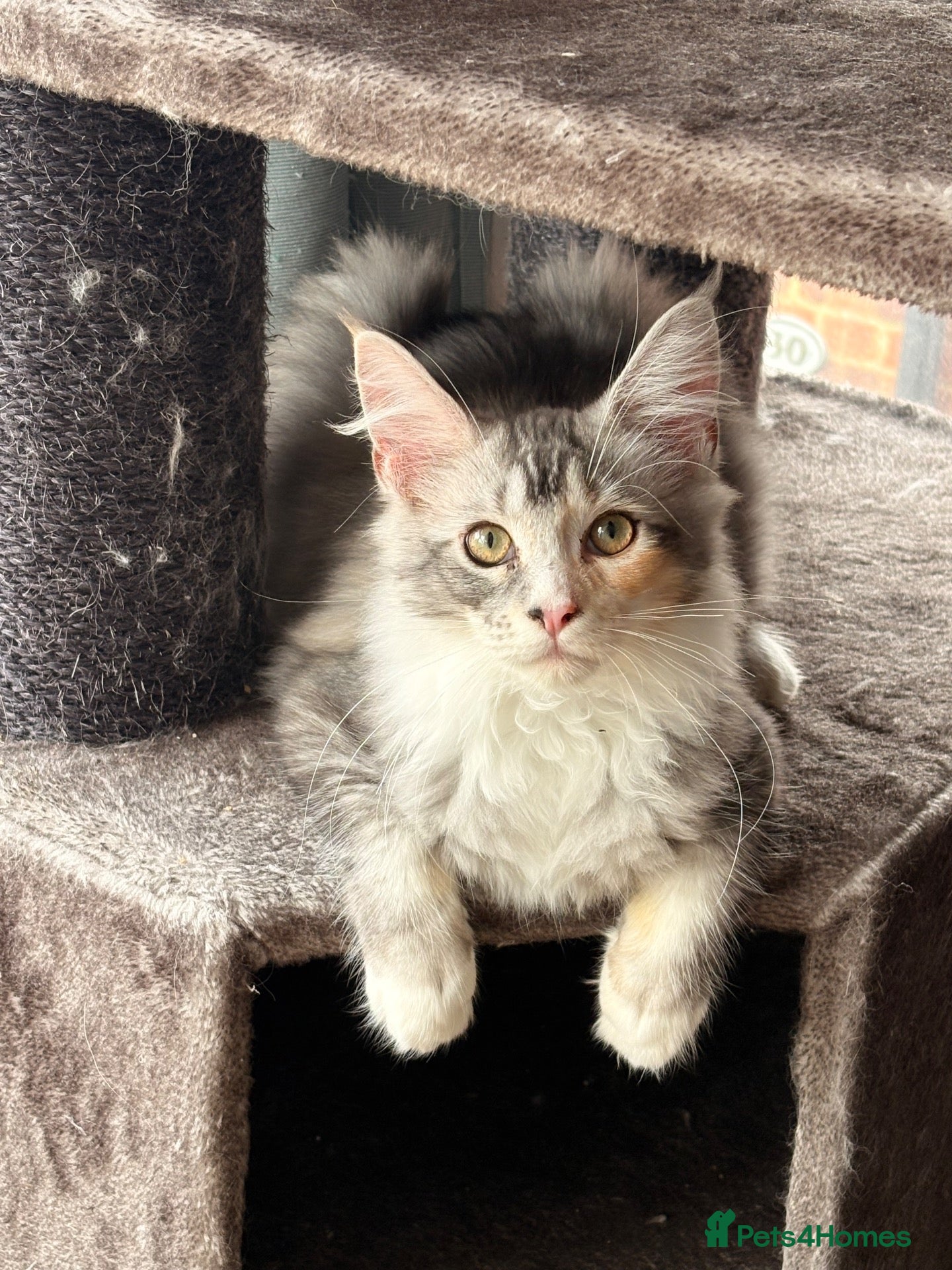 Maine Coon cats 🐾 Beautiful Maine Coon Girl – Rosie 🐾 - Advert 2