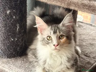 Maine Coon cats 🐾 Beautiful Maine Coon Girl – Rosie 🐾 - Advert 2