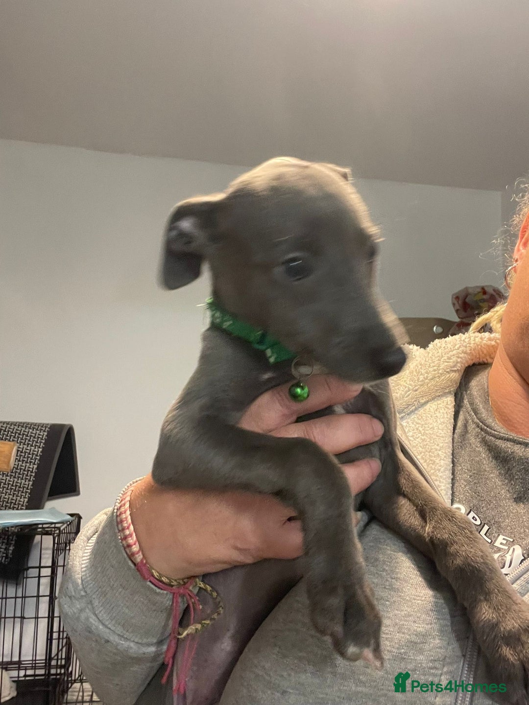 Whippet dogs for sale: KC registered blue whippet puppies for sale - Advert 4