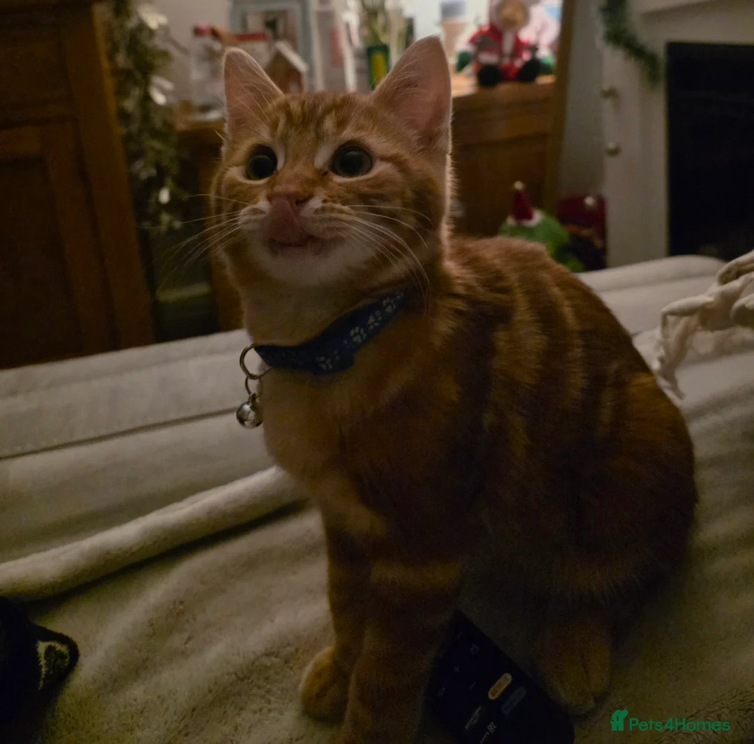 Mixed Breed cats for sale: Teddy, the 5 month old very loving boy for sale - Advert 6
