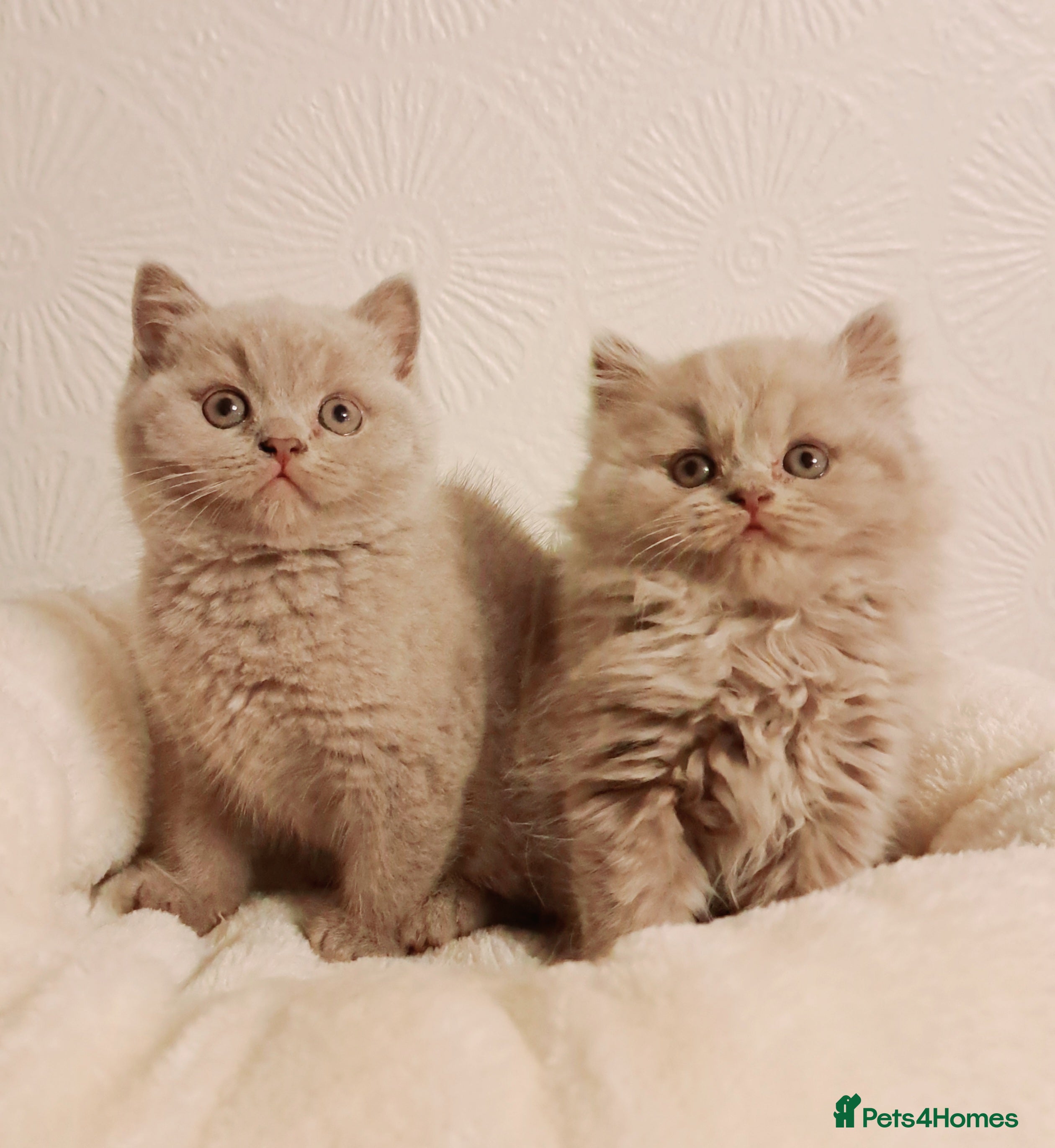 British Shorthair cats for sale: Bicolour & Solid British Shorthair Males & Females - Advert 2