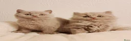 British Shorthair cats for sale: Beautiful British Shorthair Males & Females - Advert 29