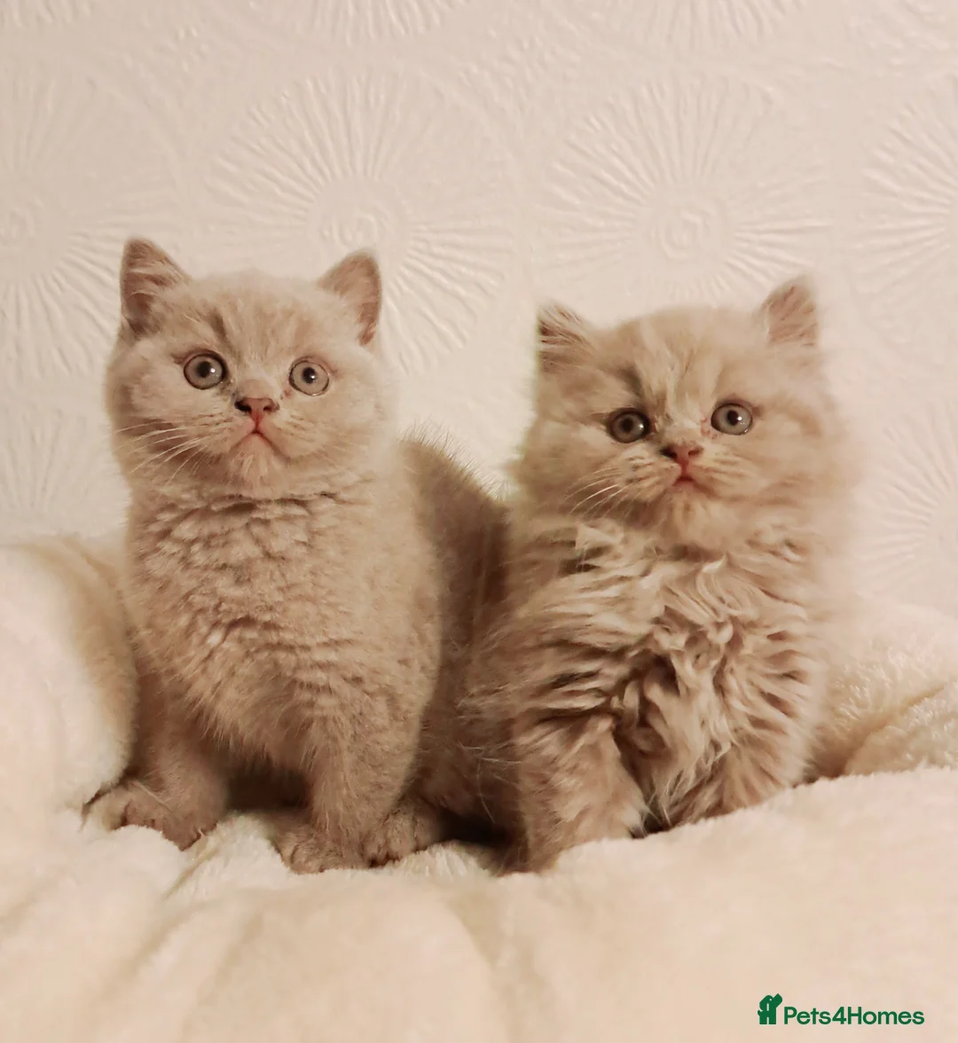 British Shorthair cats for sale: Bicolour & Solid British Shorthair Males & Females - Advert 2