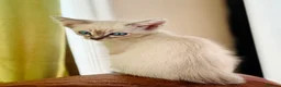 Oriental cats for sale: Stunning Oriental Ragdolls  - Advert 6