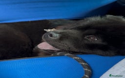 Chow Chow dogs for sale: Loving Chow Chow - Image 4