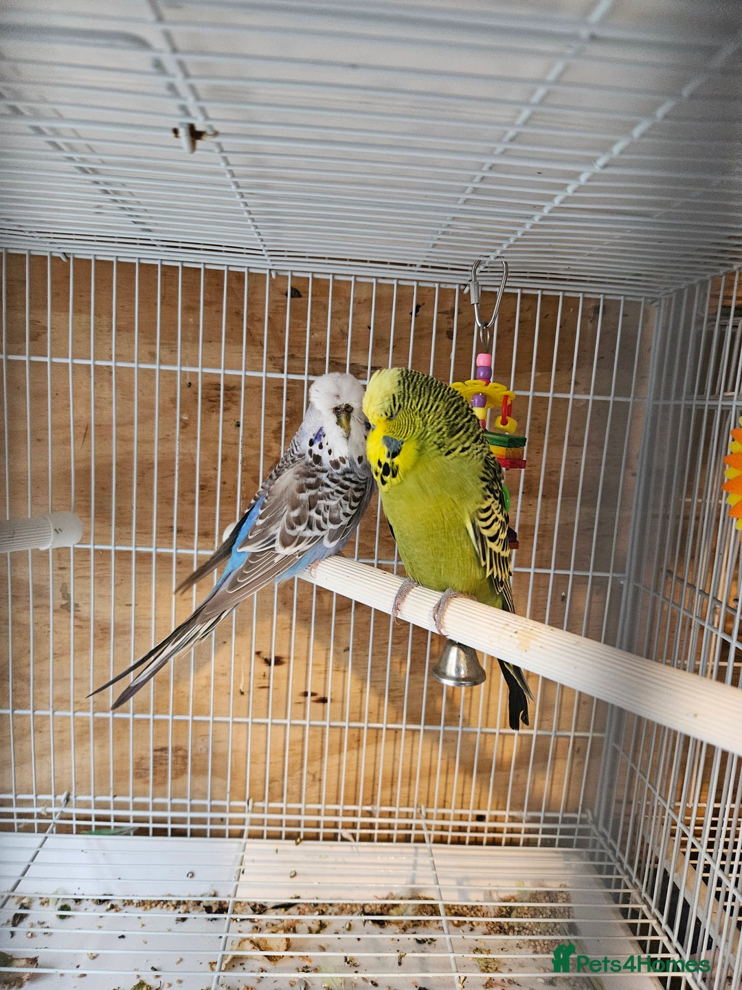 Budgerigars birds for sale: Young Budgies For Sale - Advert 8