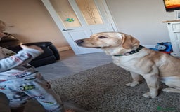 Labrador Retriever dogs for sale: Marley - Image 3