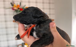 Australian Labradoodle dogs for sale: Home raised, DNA tested, Australian Labradoodles - Image 28