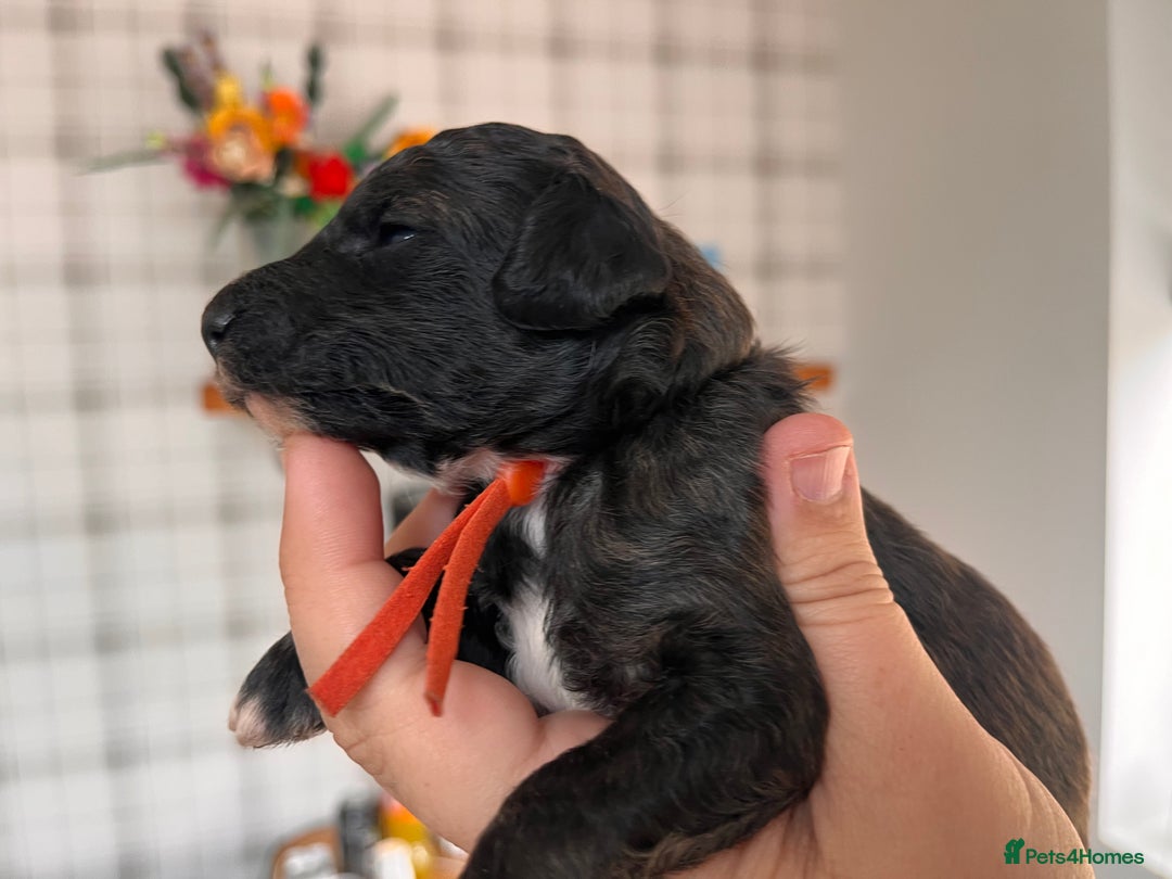 Australian Labradoodle dogs for sale: Home raised, DNA tested, Australian Labradoodles - Image 28