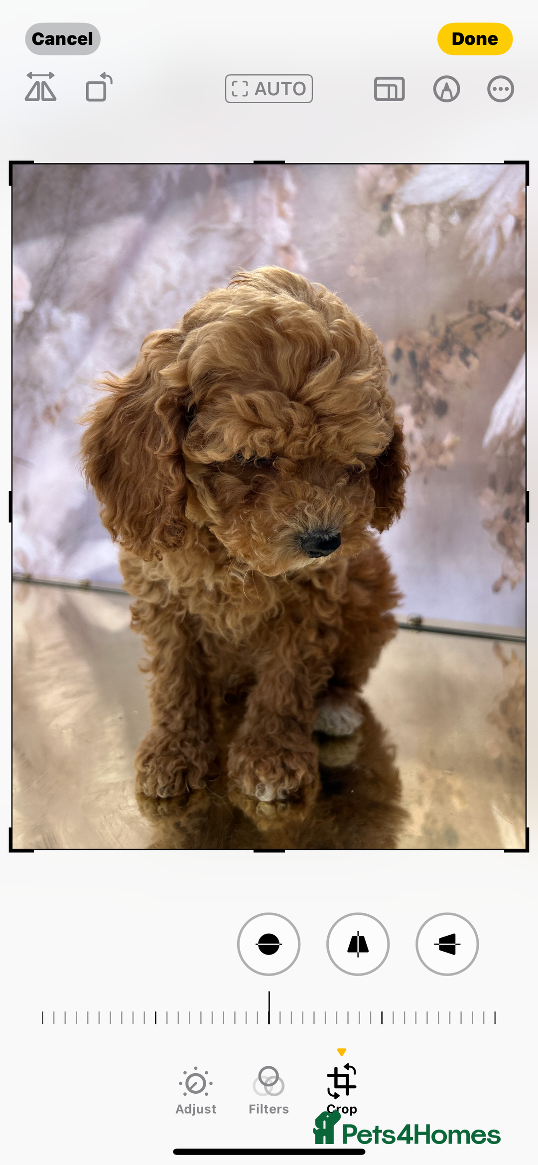 Cockapoo dogs for sale: YANKYDOODLES(COCKERPOOS) - Image 6