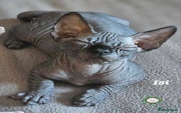Sphynx cats for sale: Adorable Canadian Sphynx – Champion line - Image 4