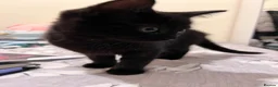 Mixed Breed cats for sale: 2 lovely female kittens  - Advert 9