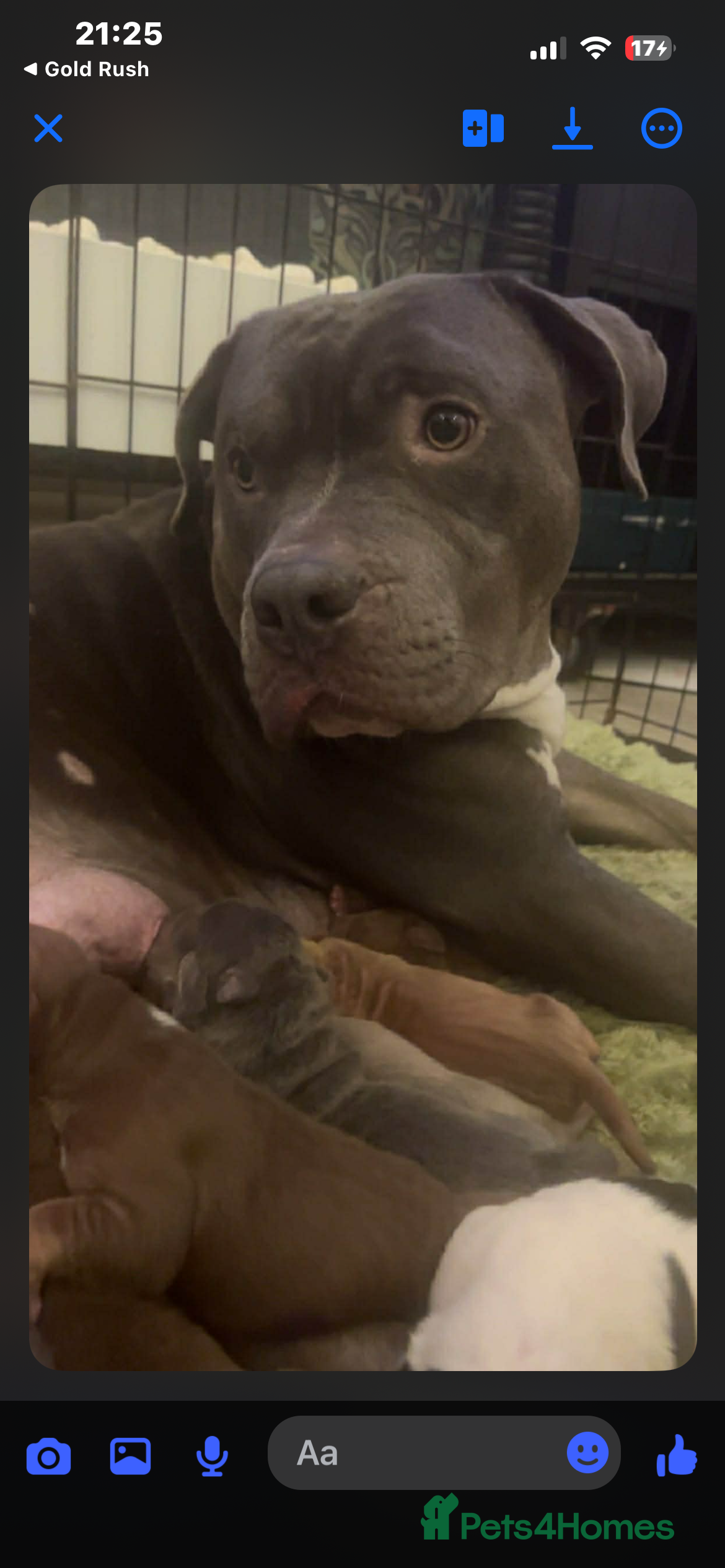 Mixed Breed dogs Shar pei x pocket bully - Advert 14