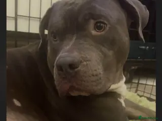 Mixed Breed dogs Shar pei x pocket bully - Advert 15