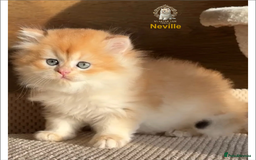 British Shorthair cats for sale: World Class Golden BSH/BLH Chinchilla, Shaded & CP - Image 30