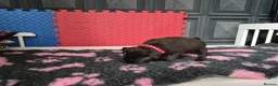 Staffordshire Bull Terrier dogs for sale: Staffordshire bull terrier pups in Leeds - Advert 3
