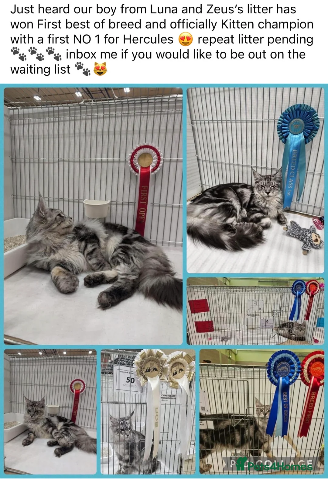 Maine Coon cats for sale: XXL Champion Sired Maine Coon Kittens  - Advert 6
