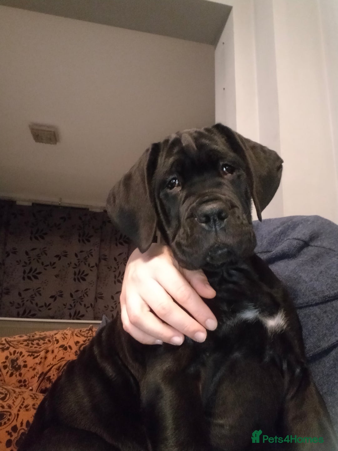Cane Corso dogs for sale: Cane Corso XL Boy 22/12/2025 - Advert 30