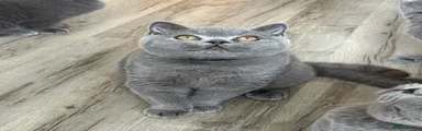 British Shorthair 3 male