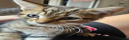 Mixed Breed cats for sale: Female kitten in Cleethorpes - Advert 4