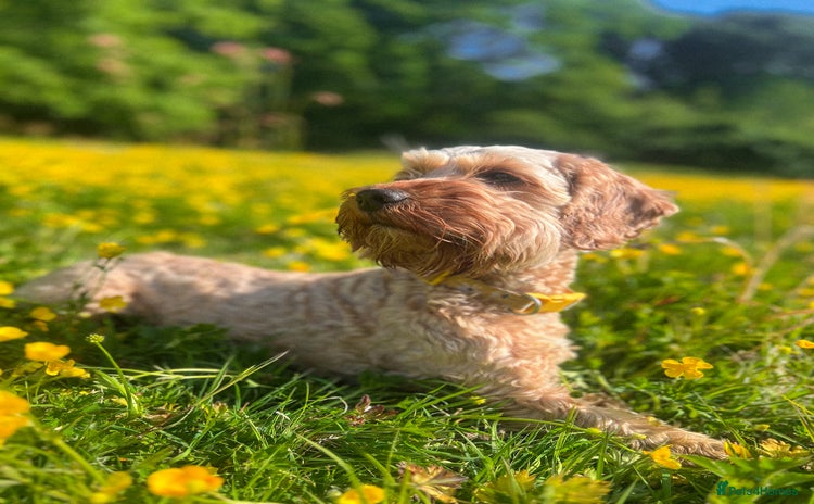 Cockapoo dogs - Advert 5
