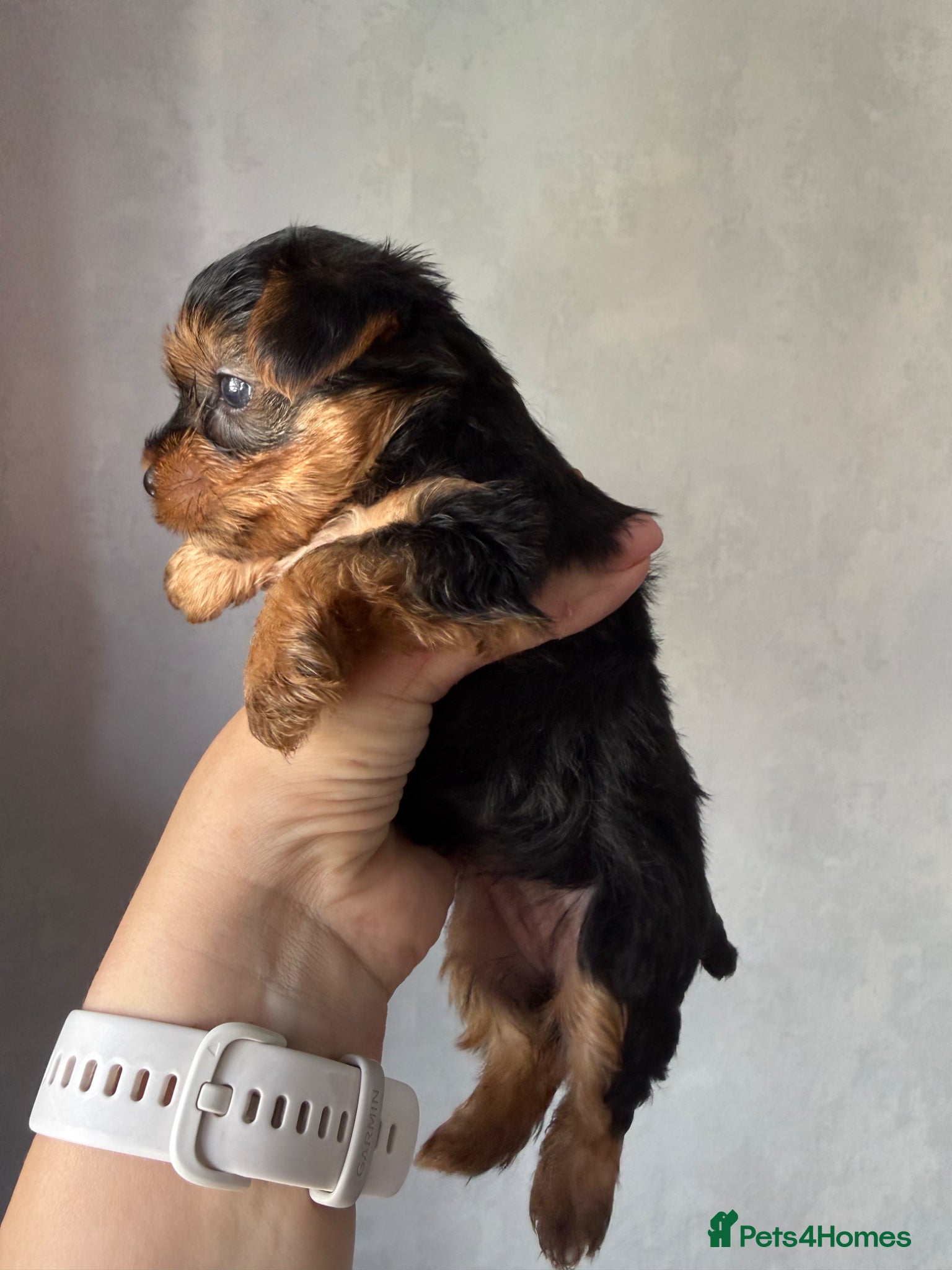 Yorkshire Terrier dogs for sale: Mini Yorkshire terrier 2kg  - Advert 13