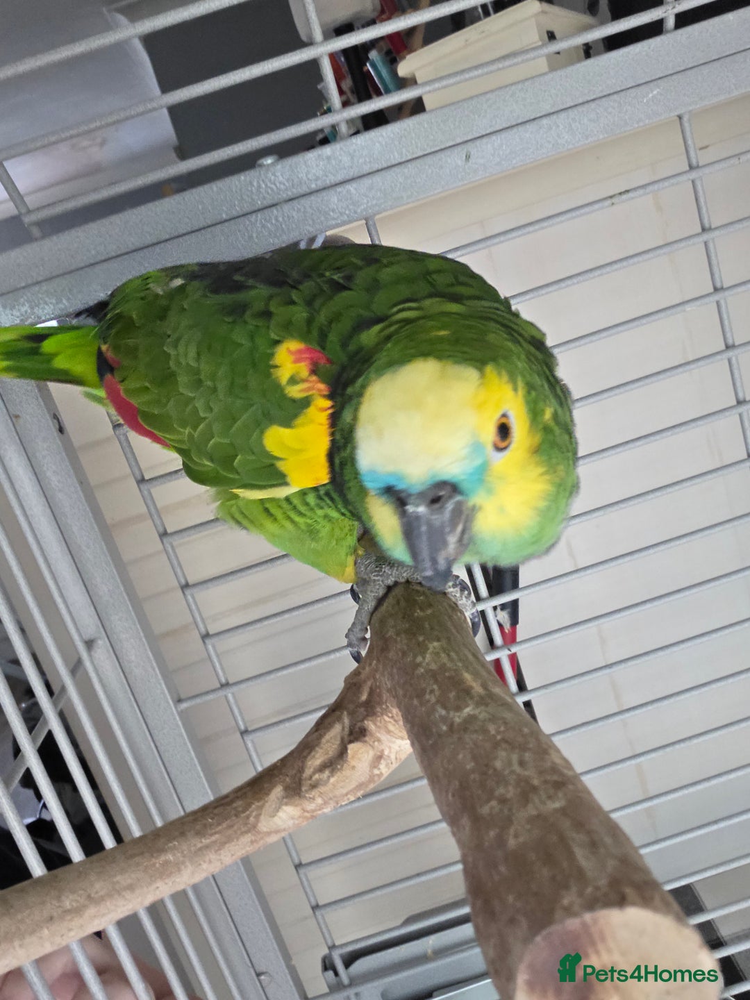 Parrots birds for sale: Blue fronted amazon female - Advert 1