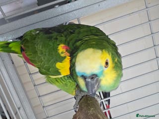 Parrots birds Blue fronted amazon female - Advert 12