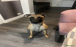 Mixed Breed dogs for sale: 2-Year-Old Male Malinois Cross Seeking Active Home - Image 4