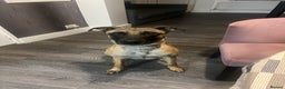 Mixed Breed dogs for sale: 2-Year-Old Male Malinois Cross Seeking Active Home - Advert 4