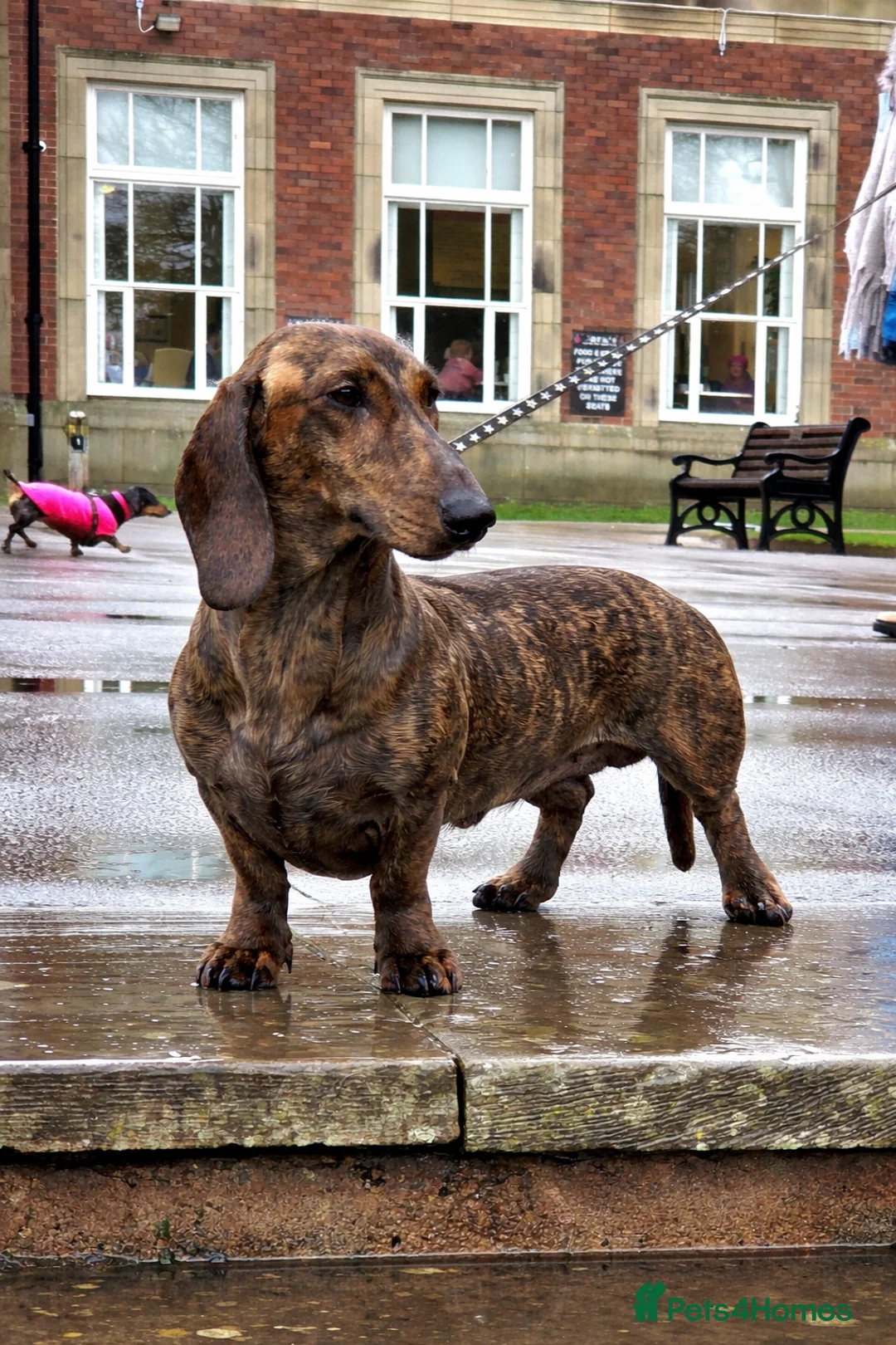 Dachshund dogs for stud: Standard dachshund  - Advert 2